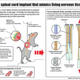Illustration for article titled A Cybernetic Implant That Allows Paralyzed Rats To Walk Again